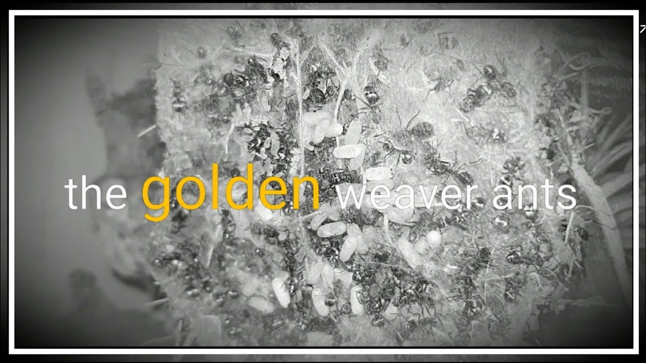 Polyrhachis dives #4 | A look inside the nest + Feeding