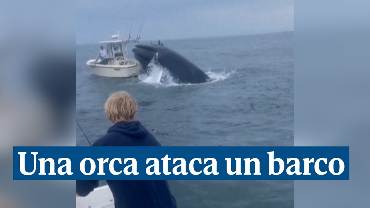 Una orca ataca un barco y lanza por los aires a su ocupante