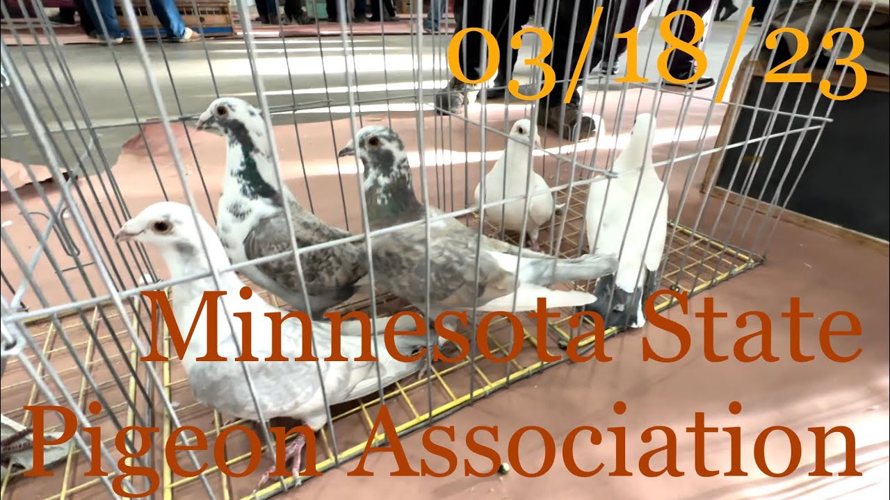 Minnesota State Pigeon Association March 18, 2023 Agribition Building on Mcleod County Fairgrounds