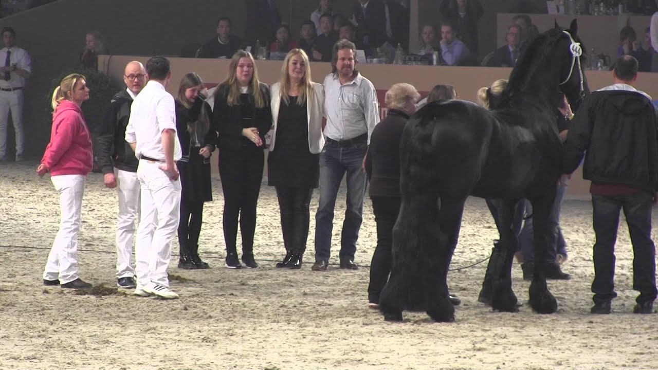 Friesenhengst Norbert 444 geht nach Amerika