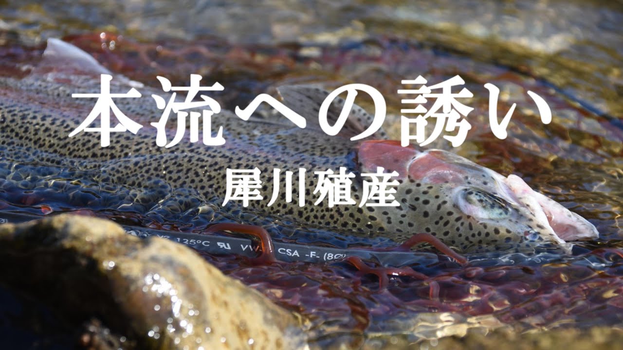 本流への誘い 犀川殖産