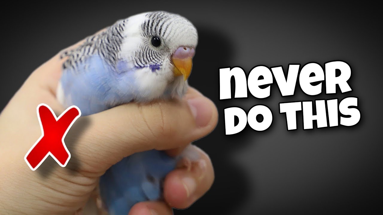 🐦🚫 12 вещей, которые вы никогда не должны делать со своим волнистым попугайчиком! 😱