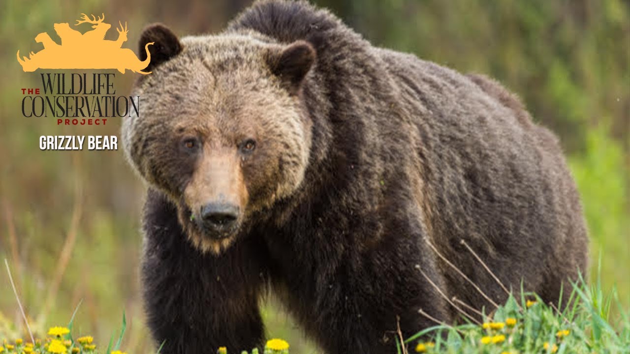 The Wildlife Conservation Project: Grizzly Bear    Chapter 1