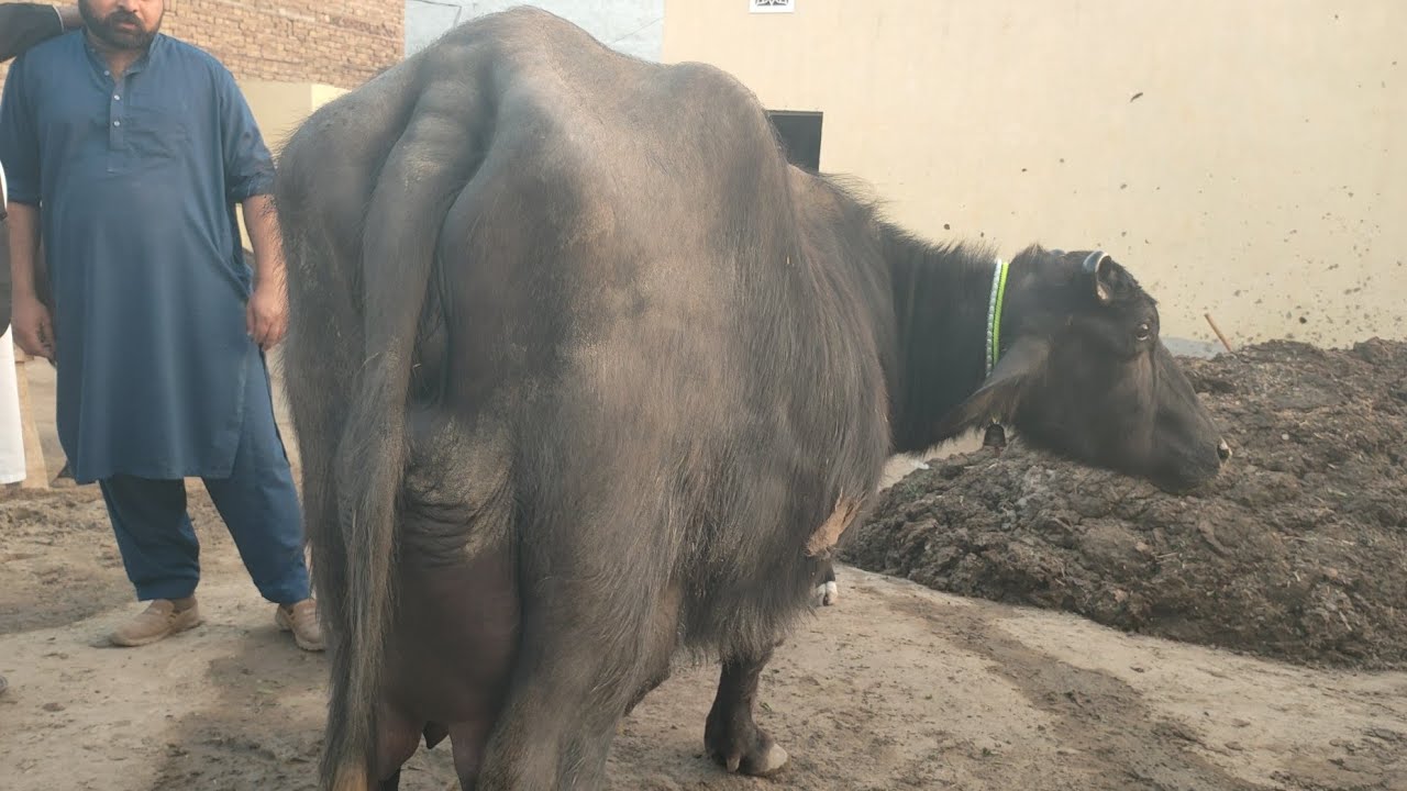 Buffalo for sale in Punjab Pakistan YouTube first/30/1/2026