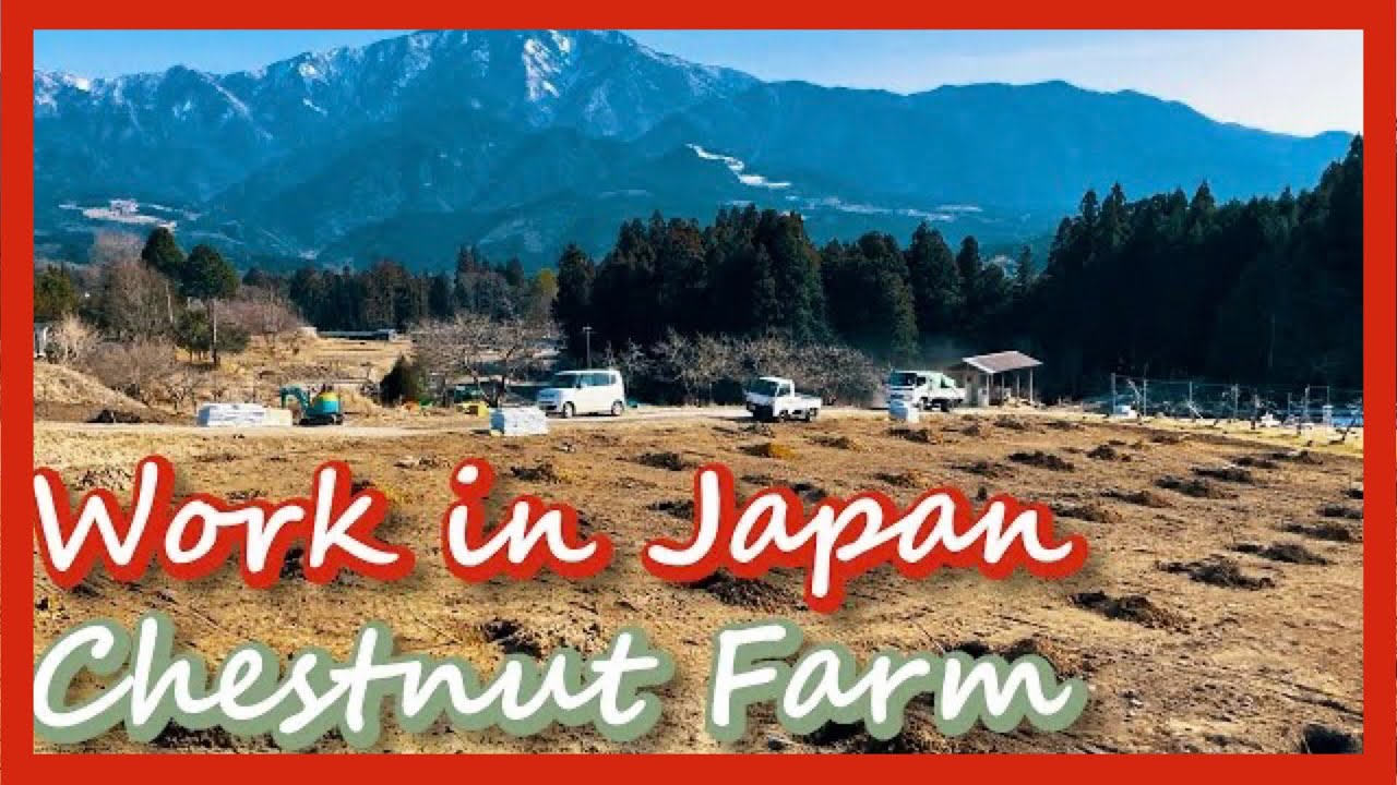 Work in Japan | Chestnut Farm | Work day | Japan Farm