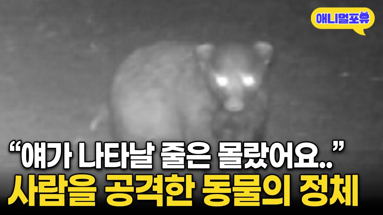 “멧돼지인 줄 알았어요..” 늦은 밤 사람 습격한 야생 동물의 정체 I KBS 생활의 발견 170518 방송