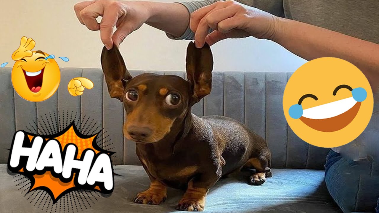 Dogs Doing Funny Things For No Reason 😂 | Funniest Dog Videos