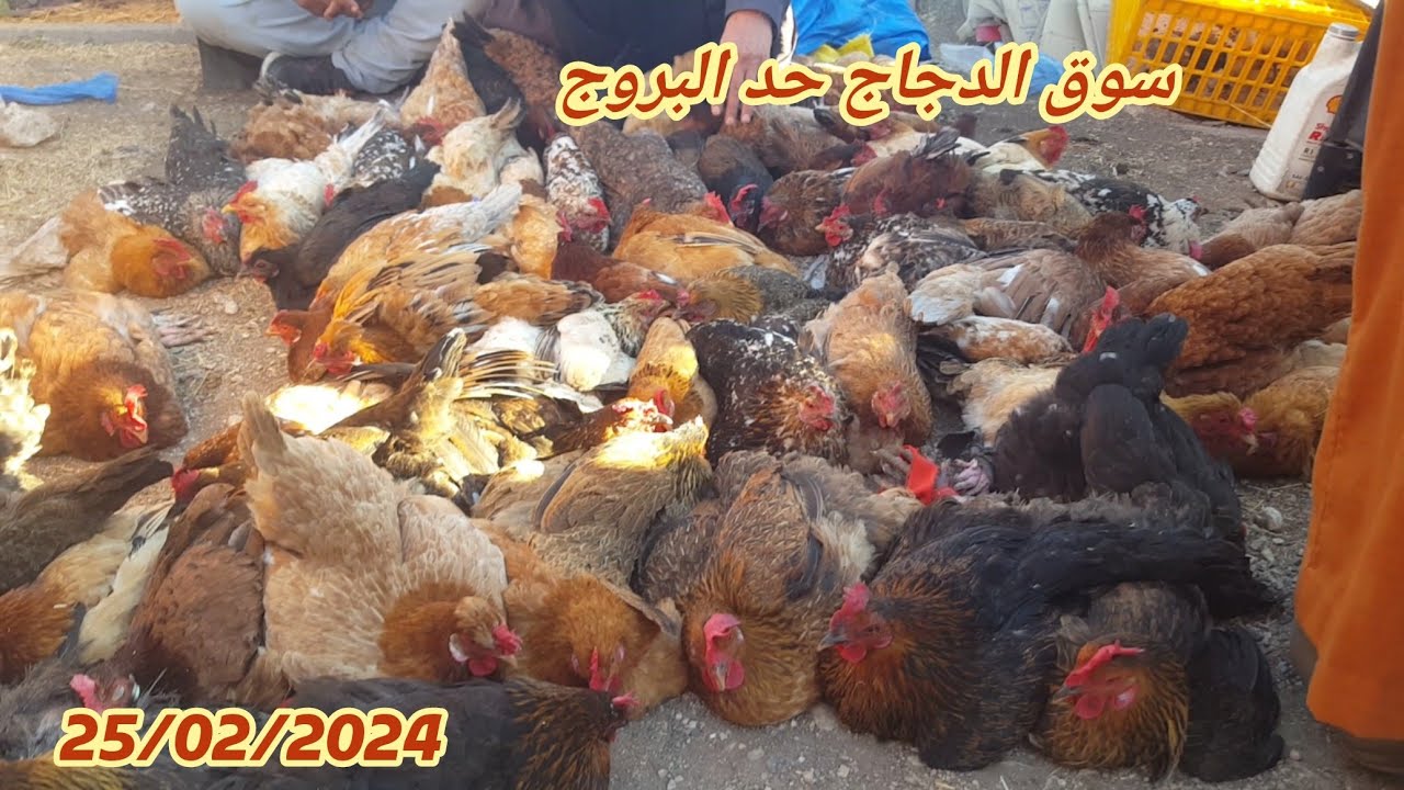 اثمنة الدجاج بلدي وارنب بيبي وطاوس فسوف حد البروج 25/02/2024 🐔🐓🦚🦃🇲🇦