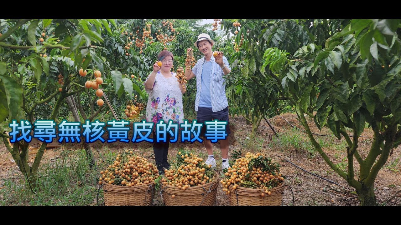 找尋黃皮的故事│中國黃皮之鄉│廣東鬱南無核黃皮│詠藜園月餅