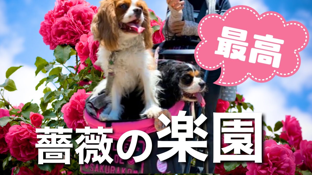 【感動】薔薇園で人々の優しさに触れたキャバリア犬が幸せ過ぎました♡