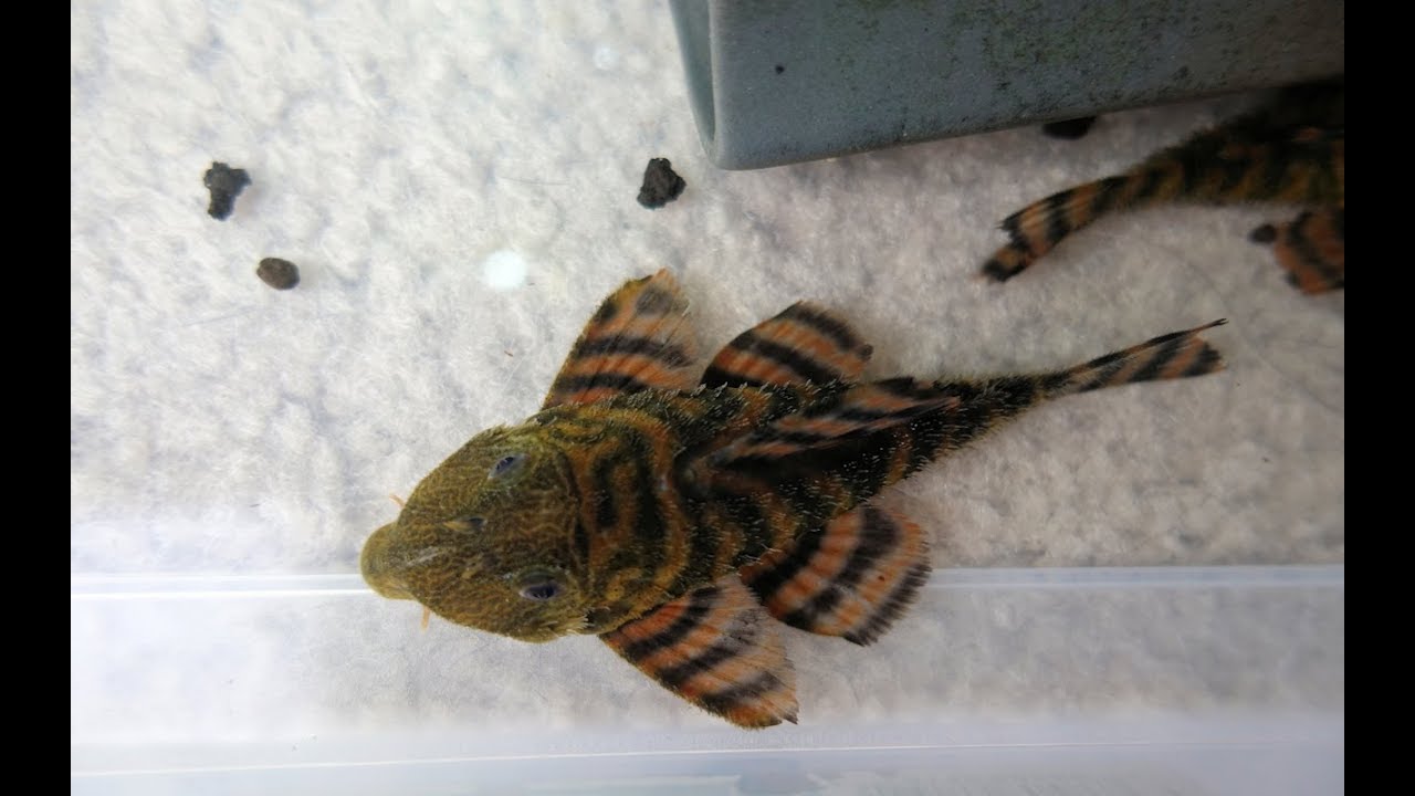 #15 | Moving the L397 Red Tiger Pleco 4K