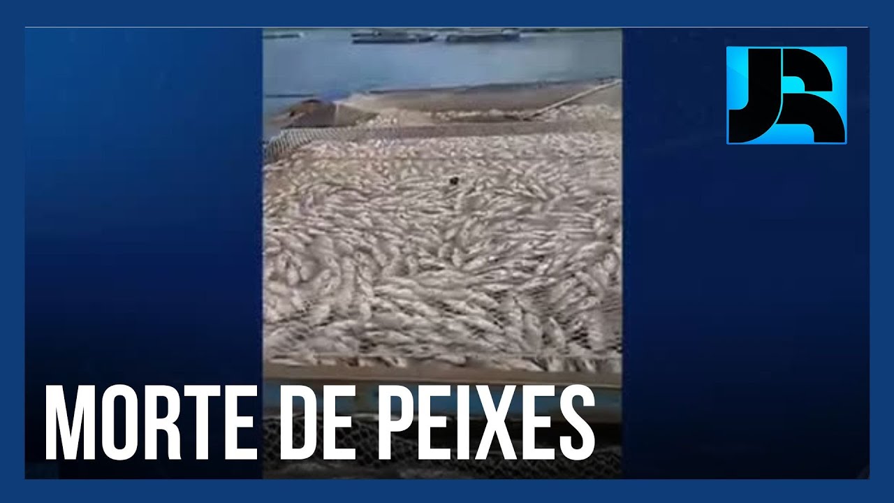Morte misteriosa de milhares de peixes provoca prejuízo milionário em Minaçu (GO)