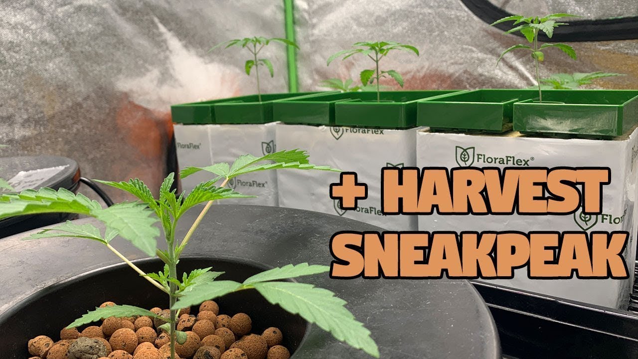 RDWC & Floraflex - How to Grow Weed From Home