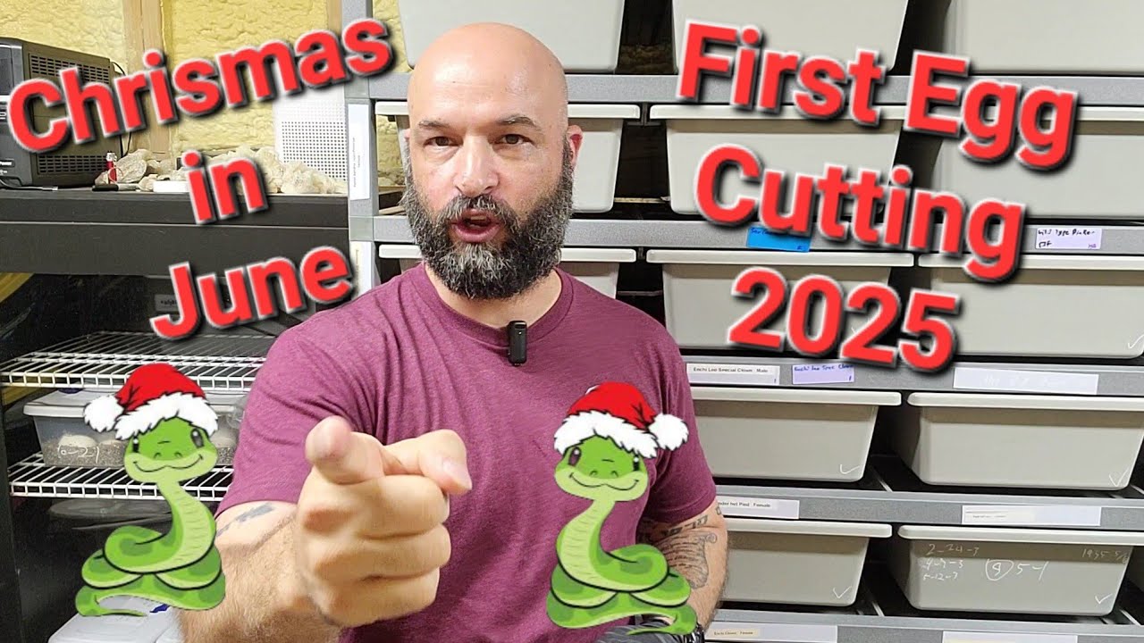 FIRST CLUTCH CUTTING of 2025 - Beautiful Baby Snakes!