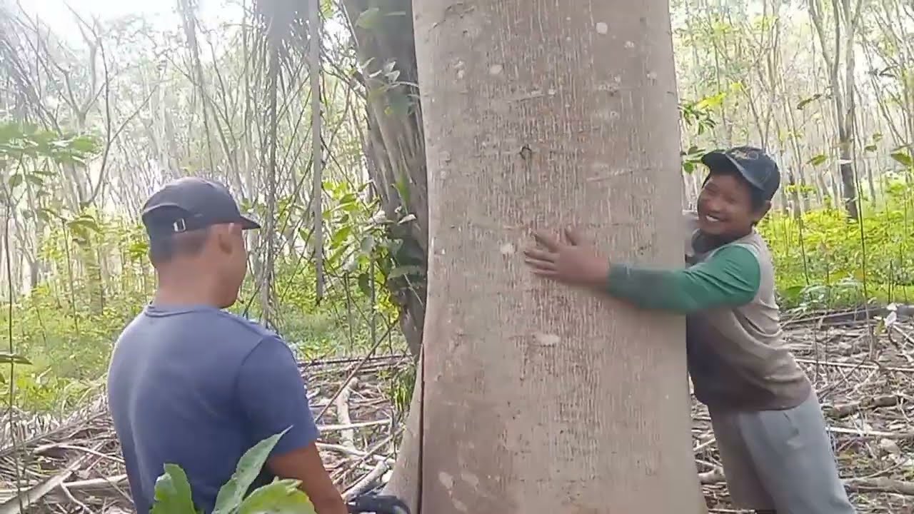 dana 10 JT,hasil gadai rumah,demi membeli kayu sengon jumbo