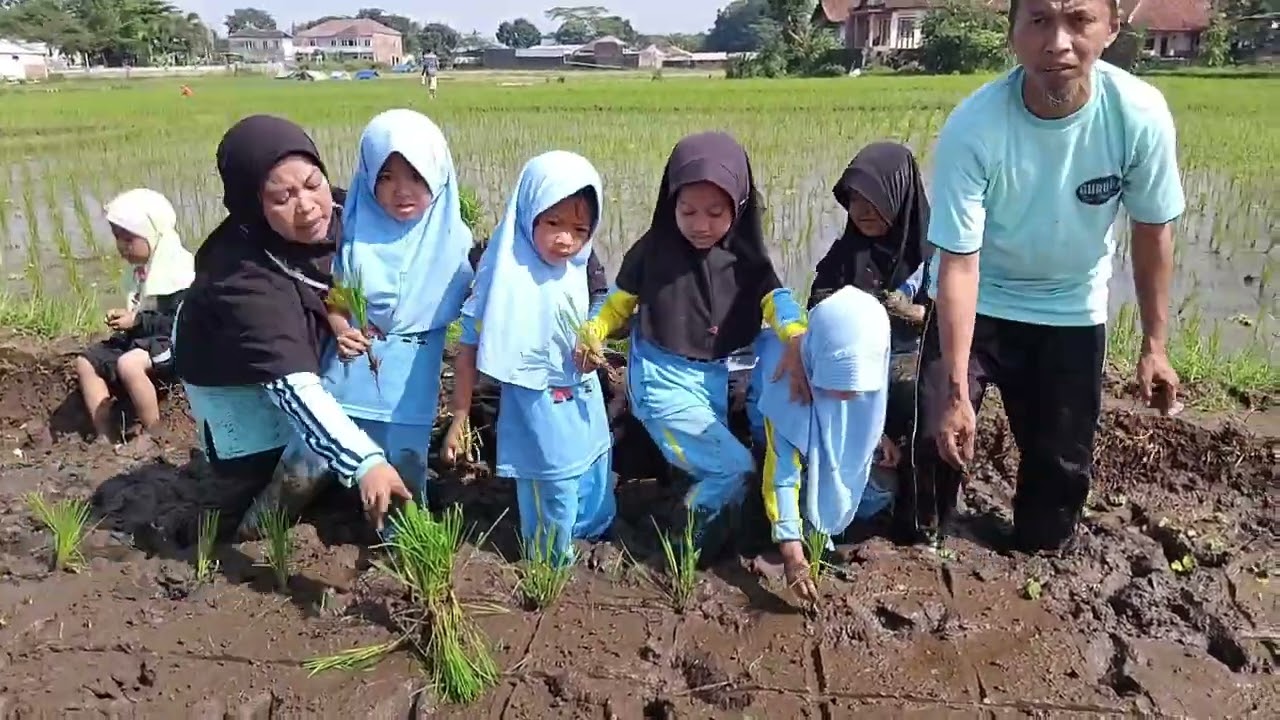 Kegiatan menanam padi RA Al Fatah kota Tasikmalaya @alfatahra #menanam#anakusiadini#cintalingkungan