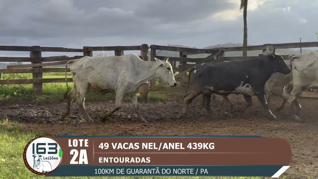 lote 02A