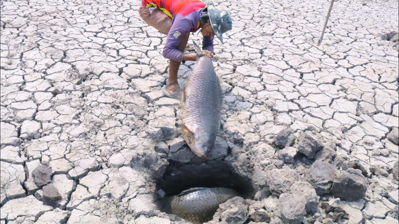 Wow Amazing Giant Kol Reng Fish Underground On Dry Season! Fisherman Work Hard Finding Fish