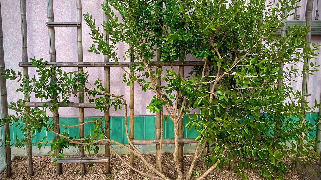 2) Progress Espalier Pruning at Public Garden