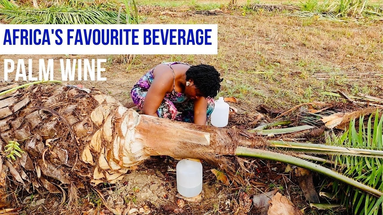 HOW PALM WINE IS TAPPED IN GHANA