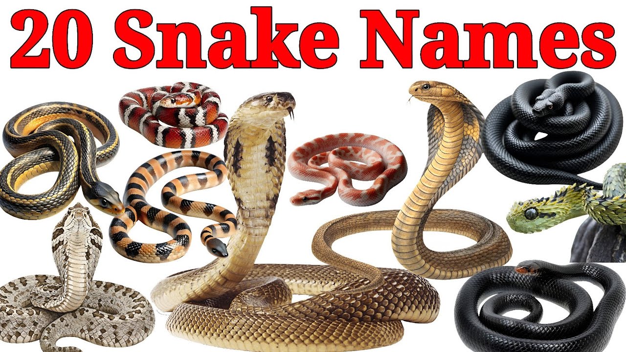 Snake Names for Kids | Learn 20 Types of Snakes in English | Preschool & Toddler Learning Video