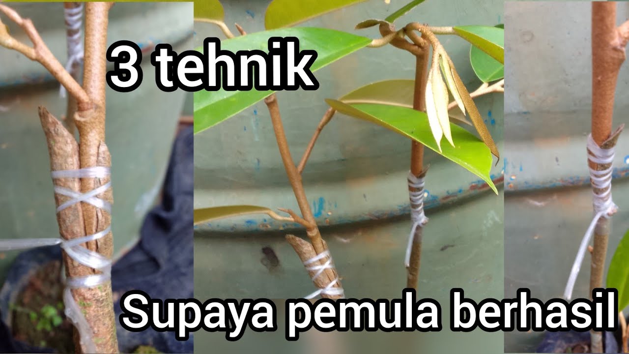 3 TEHNIK SAMBUNG PUCUK DURIAN UNTUK PEMULA (part 2) @Petani_kreatiff