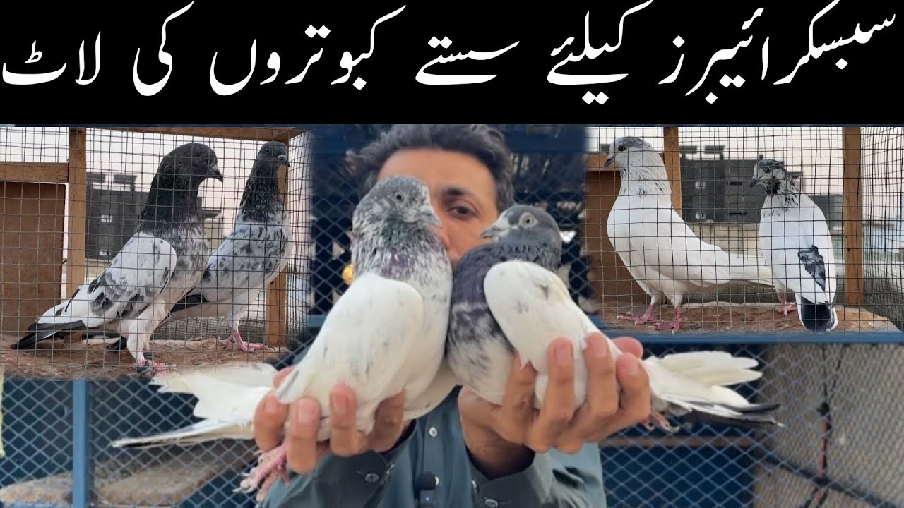 Quality Pigeons Only For Subscribers Faqeergul 35 Wale Banka Sheikho Wala 😯🥰😃