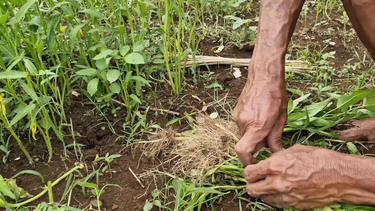 SUPER FAST BAREHANDED SKILL TO UPROOT WATER SPINACH! - Agriculture Gardening