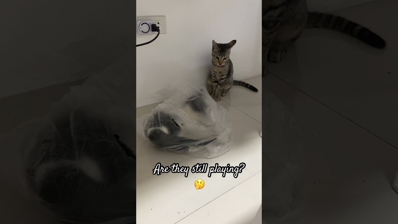 Cat's play