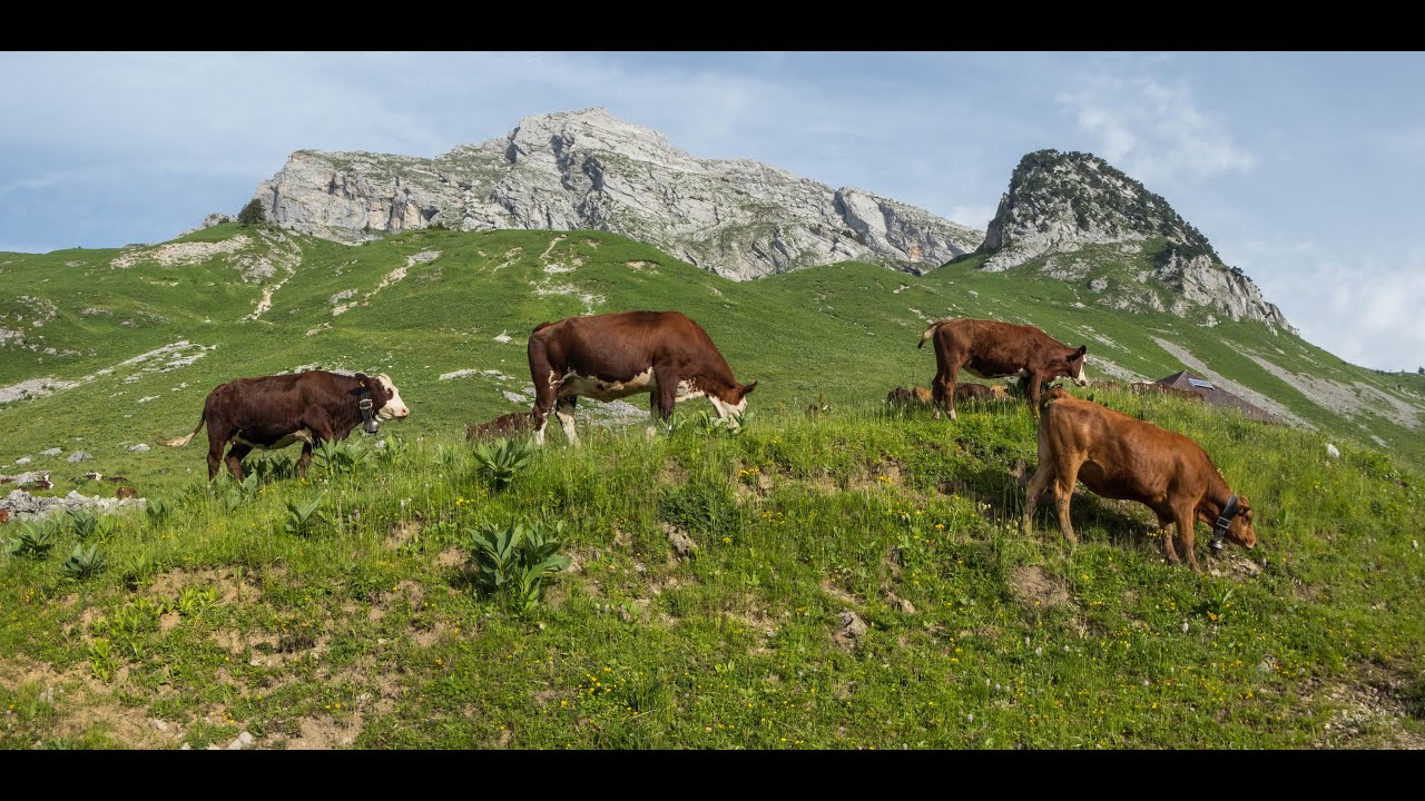 La Pointe de l'Arcalod - 2217m . Massif des Bauges .