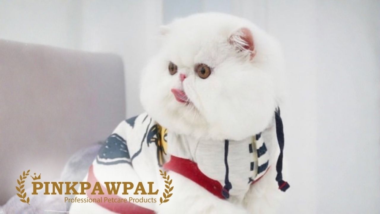 Fluffy Thai cats eating soup in Bangkok by Pinkpawpal