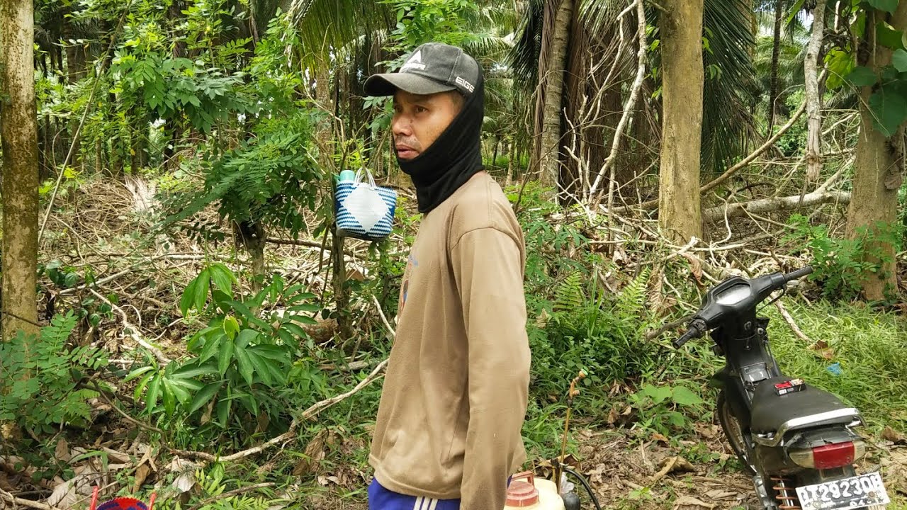 Bongkar lahan buat tanam sawit,proses manual