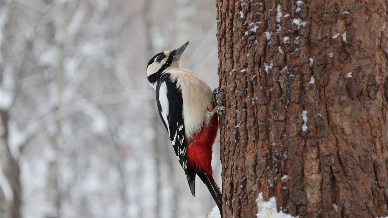 Снегопад. Две белки и дятел. Зарисовка / Snowfall. Two squirrels and a woodpecker. The sketch