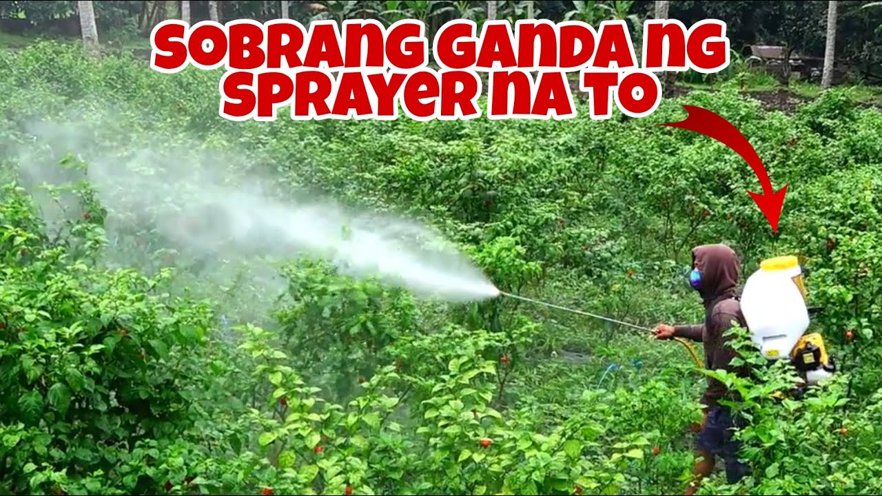 Foliar Fertilizer Application gamit ang Binili naming Knapsack Sprayer