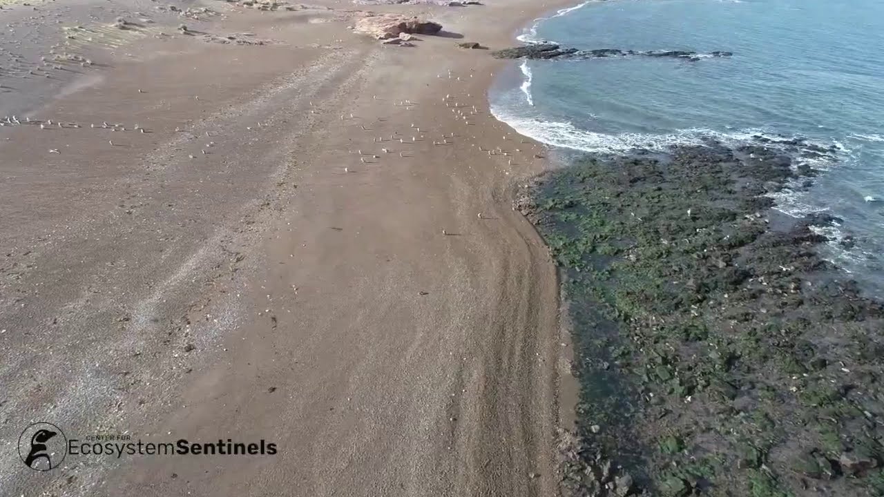 Punta Tombo Penguin Drone Footage
