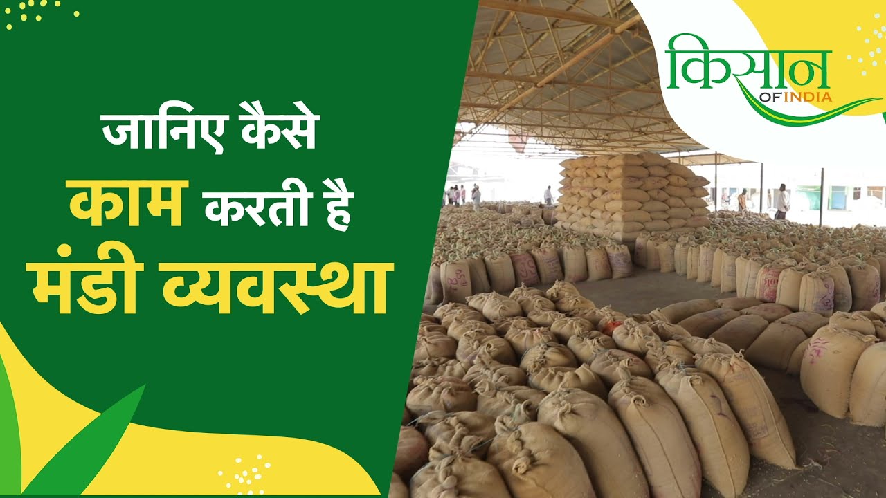 कैसे होता है कृषि उपज मंडी का संचालन ? I How Krishi Upaj Mandi Functions ? I Bhopal Krishi Mandi