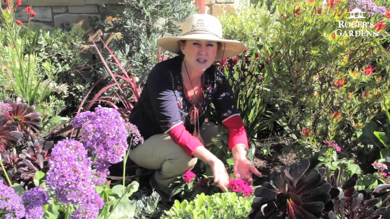 Attracting Hummingbirds to Your Garden with Dalia