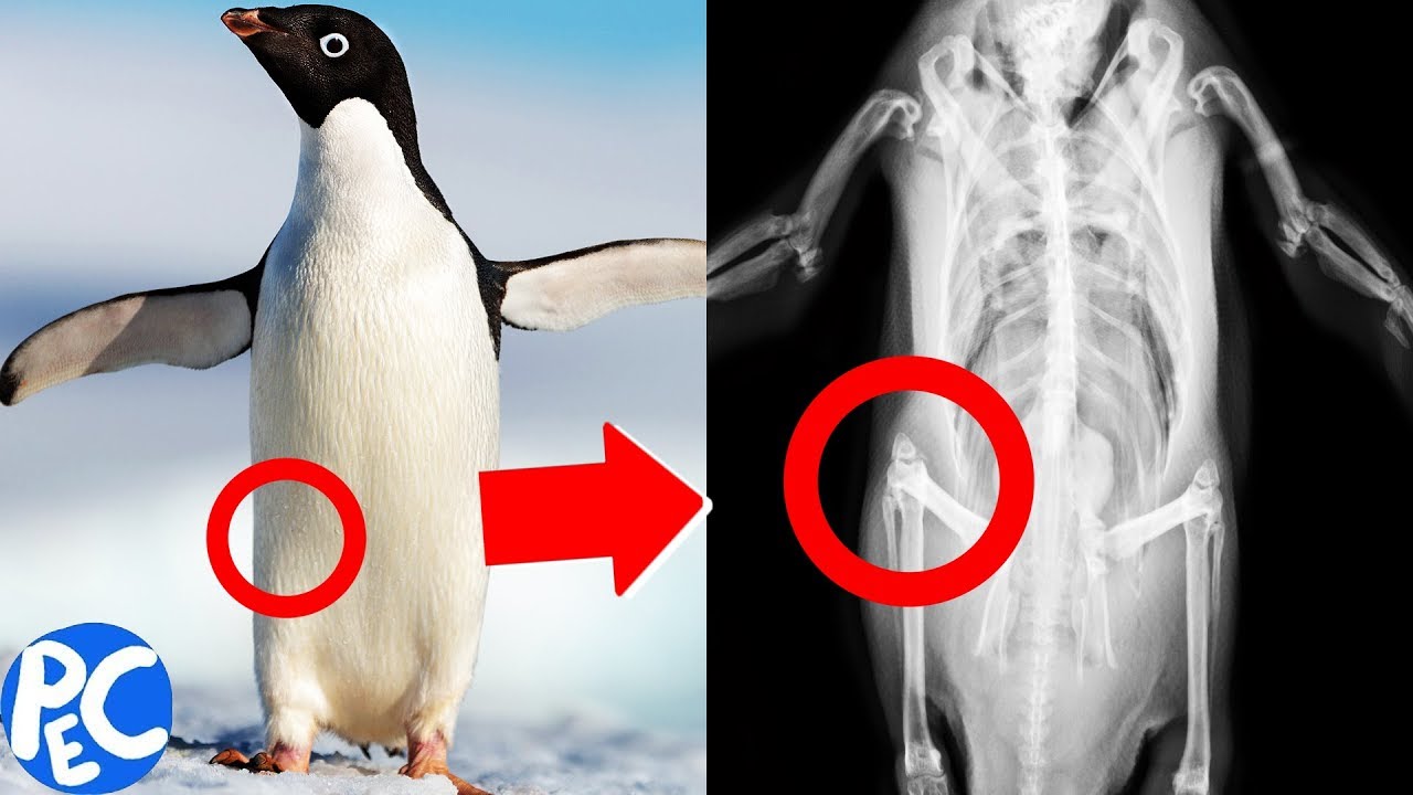 cadê o JOELHO dos PINGUINS?