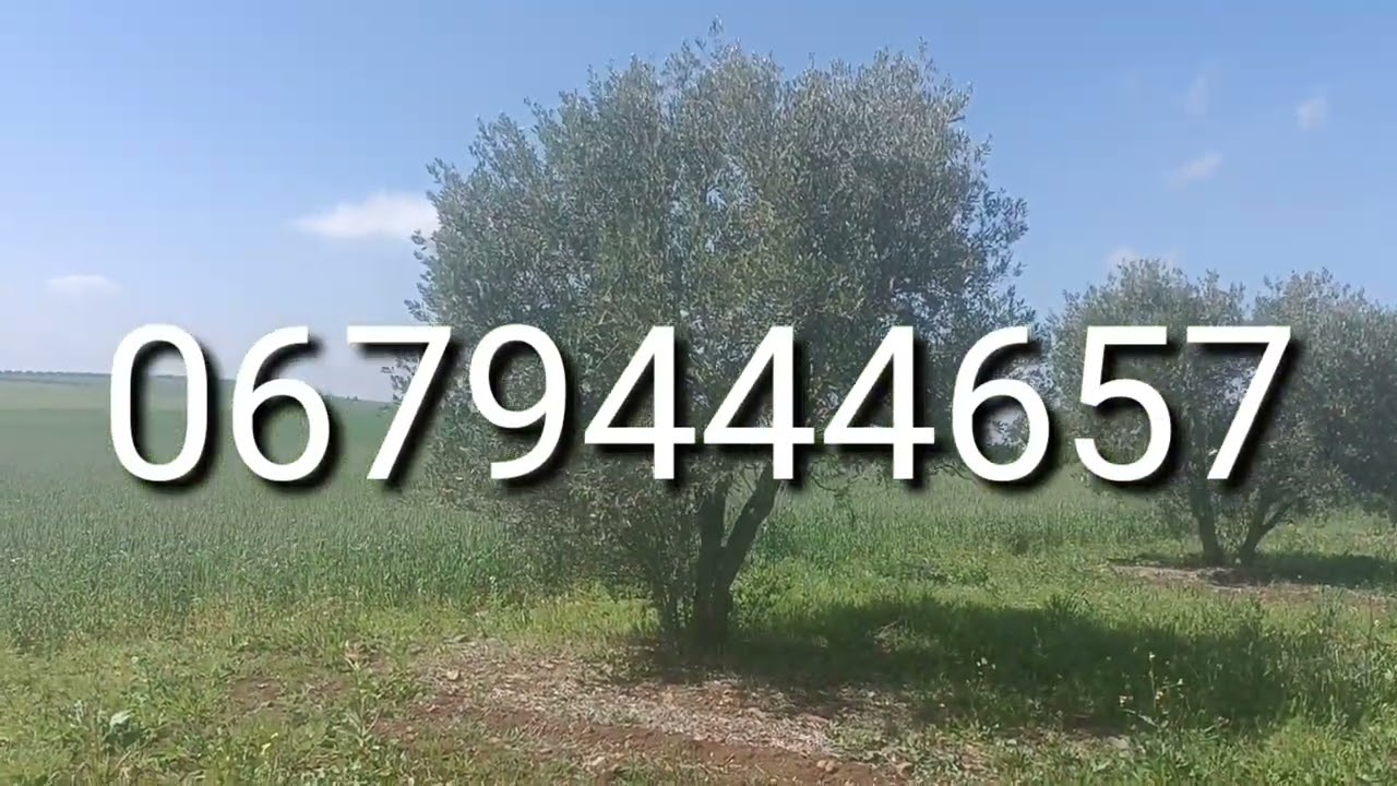 فيرما و مشروع تجاري على طريق وطنية تربة تيرس  زيتون محافظه  رخيصة 0679444657 قريبة فاس  ✍️جمال  وسيط