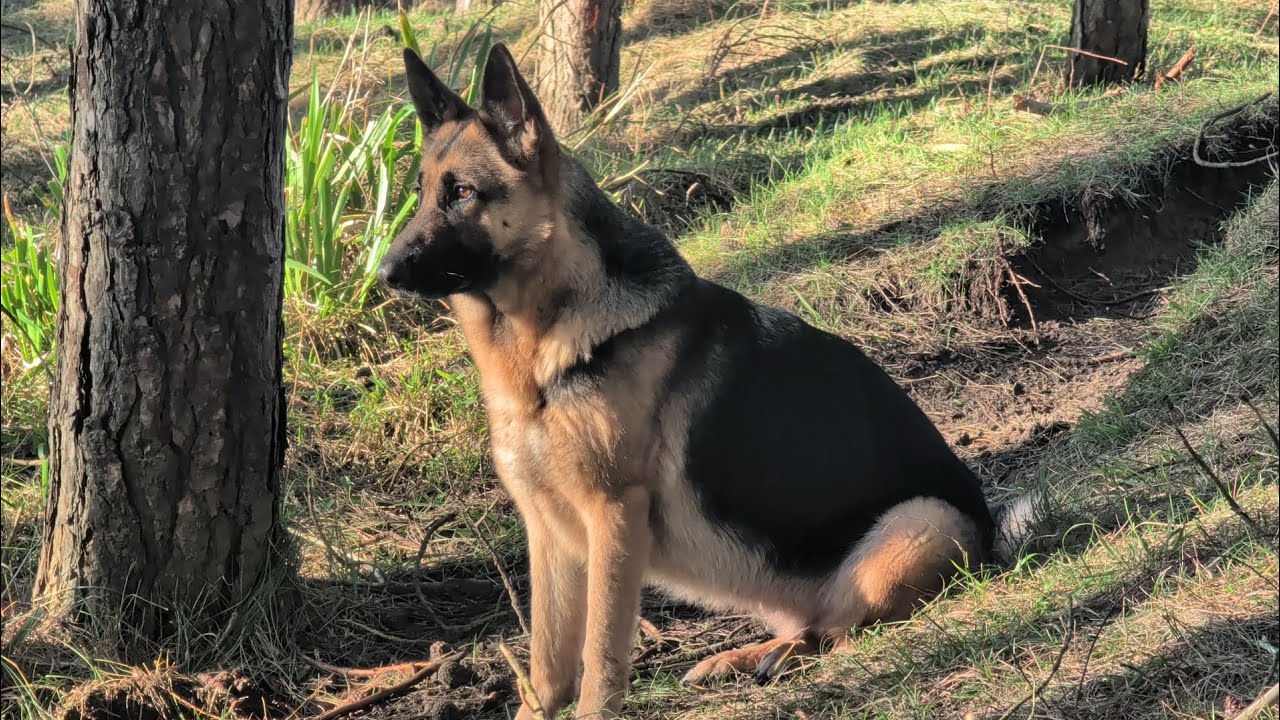 The Dog That Lives Outside