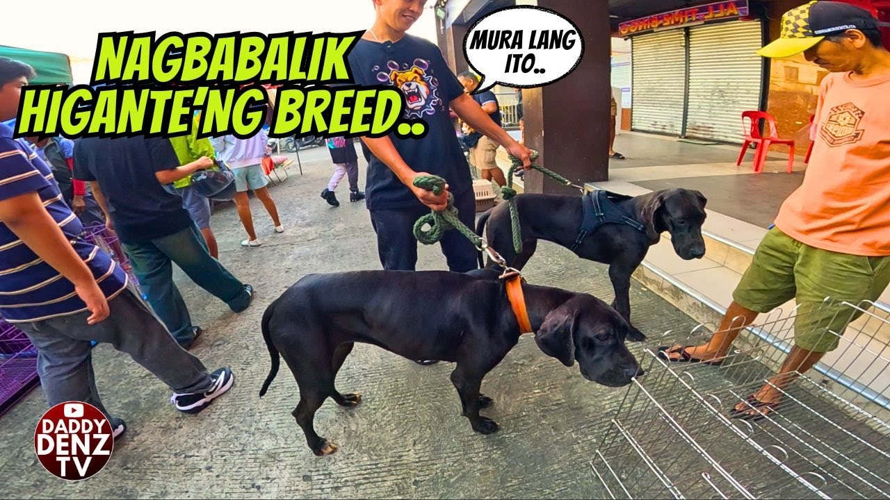 GENTLE GIANT PABORITONG FAMILY DOG../ JAN. 4 @GROTTO PETS & LIVESTOCK MARKET