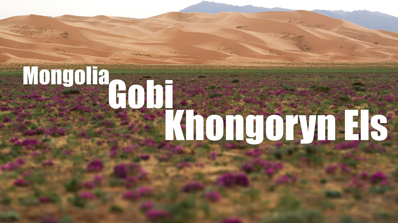 Mongolia | Gobi | Khongoryn Els | Drone | Spring | Dalanzadgad | 4K