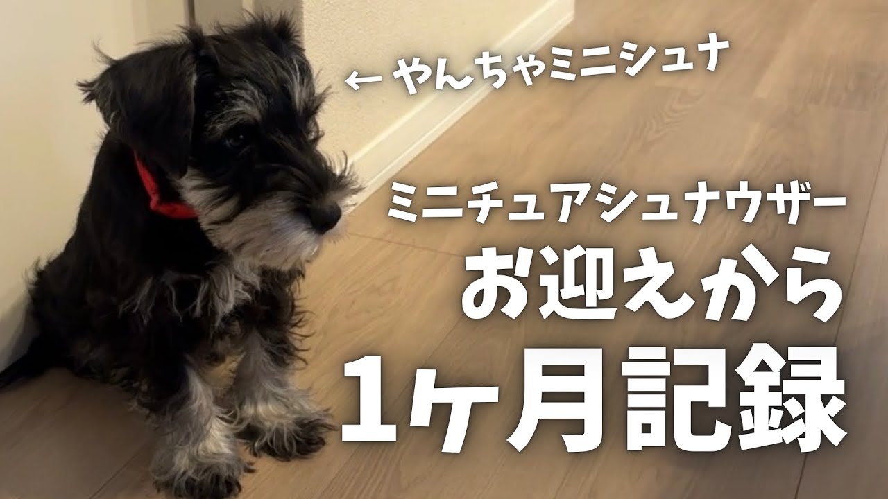 生後4ヶ月｜ミニチュアシュナウザーと過ごした幸せな1ヶ月🐶癒しの成長記録