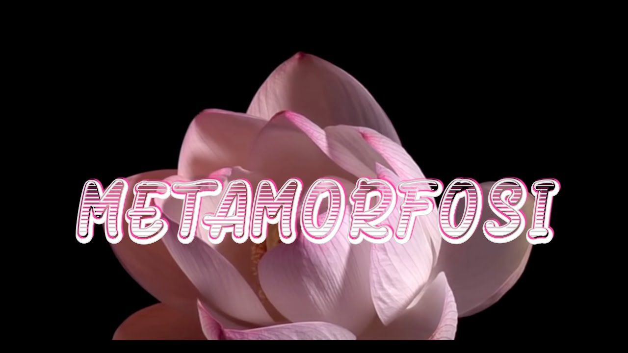 MetaMorfosi - Tmproduction