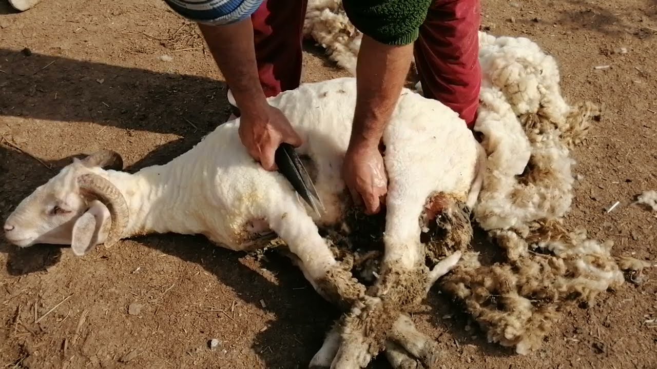 طريقة حلاقة الغنم التقليدية #جز الصوف#  في المغرب