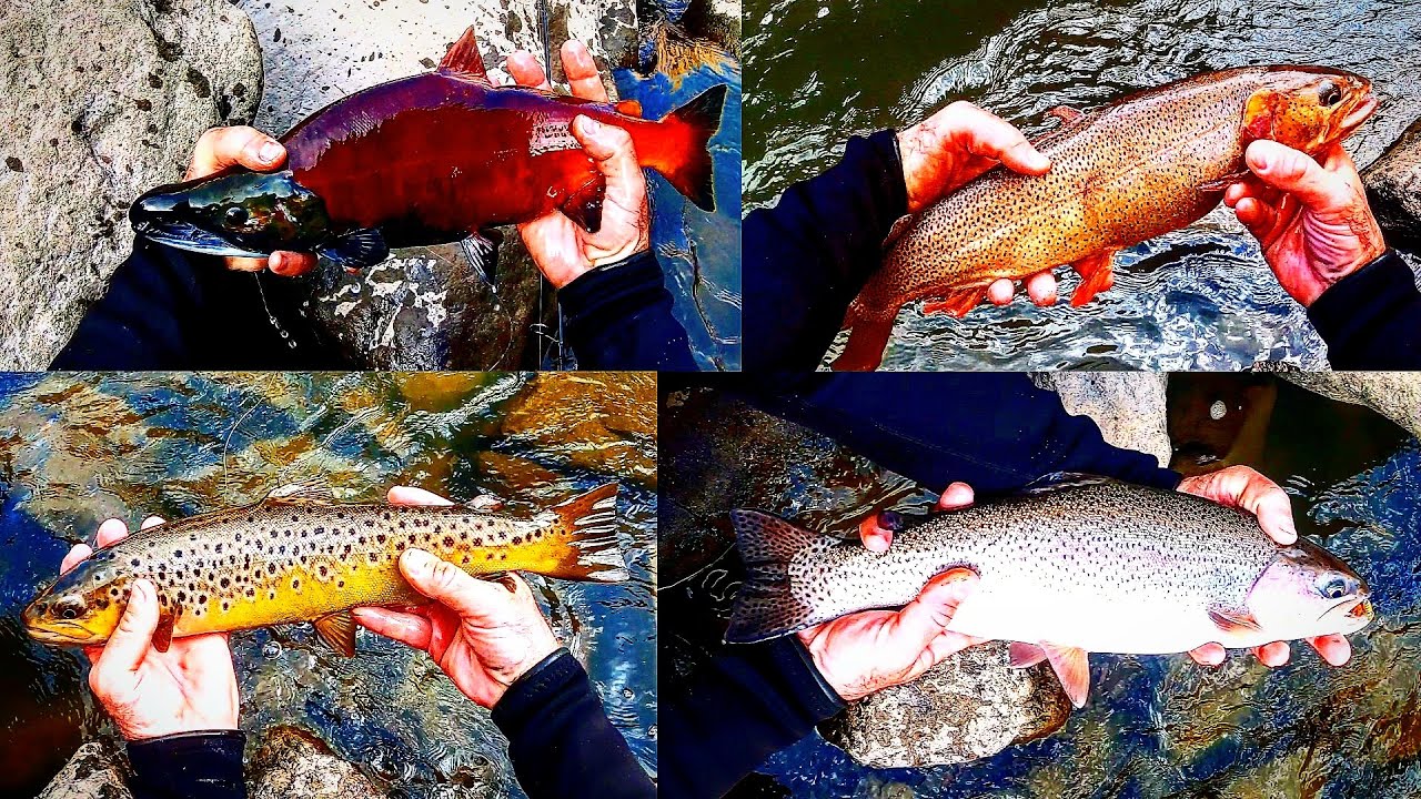Non-Stop Trout Fishing Action - Huge Rainbows - Cutthroat - Browns - Kokanee - Low Water Alcova Lake