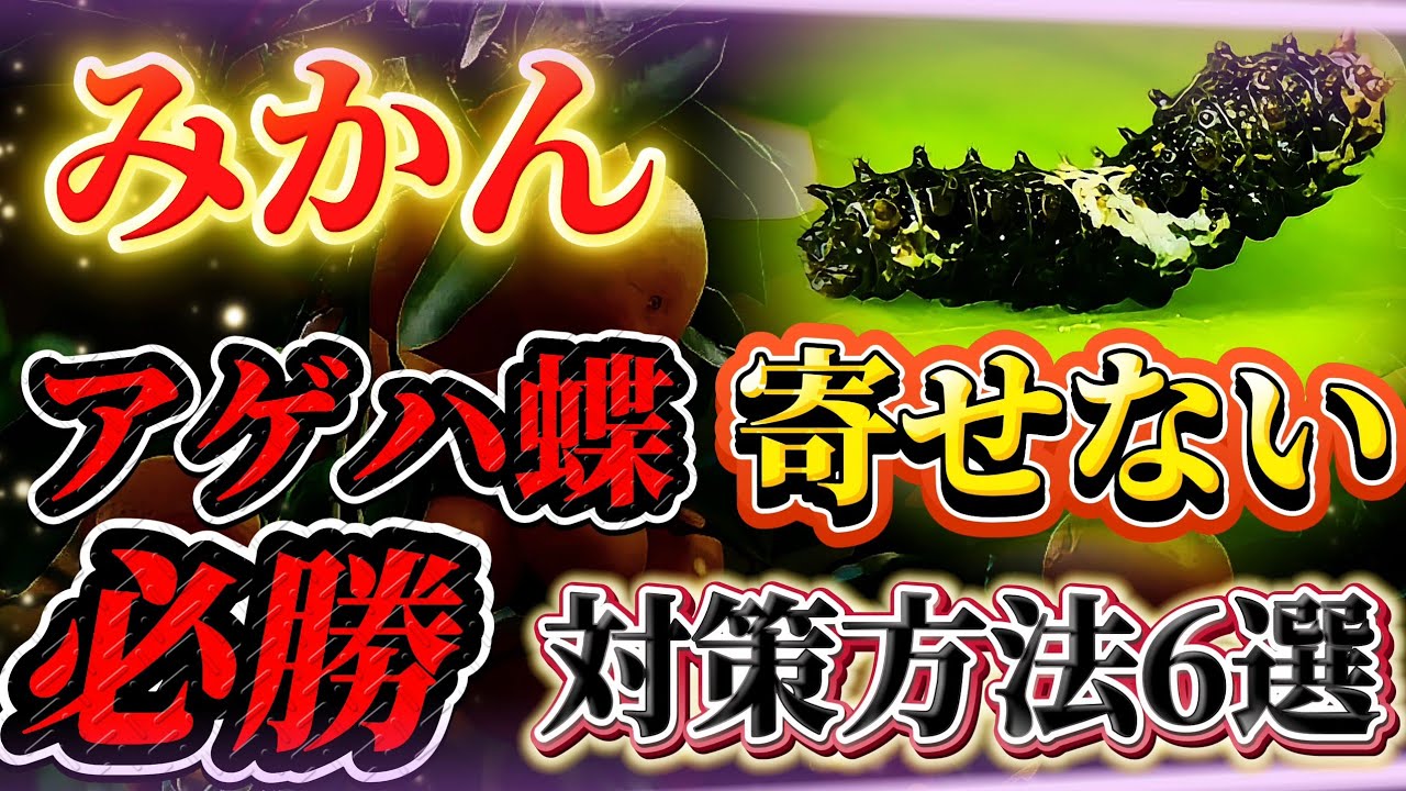 【みかん】アゲハ蝶幼虫被害はこれで終わります！！新芽がやられる前に必ずコレやって！！