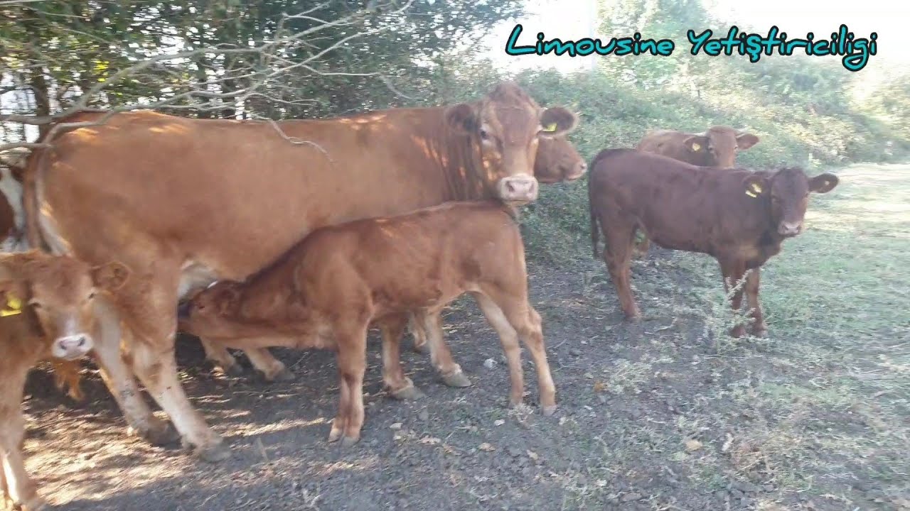 Limousine Yetiştiriciliği