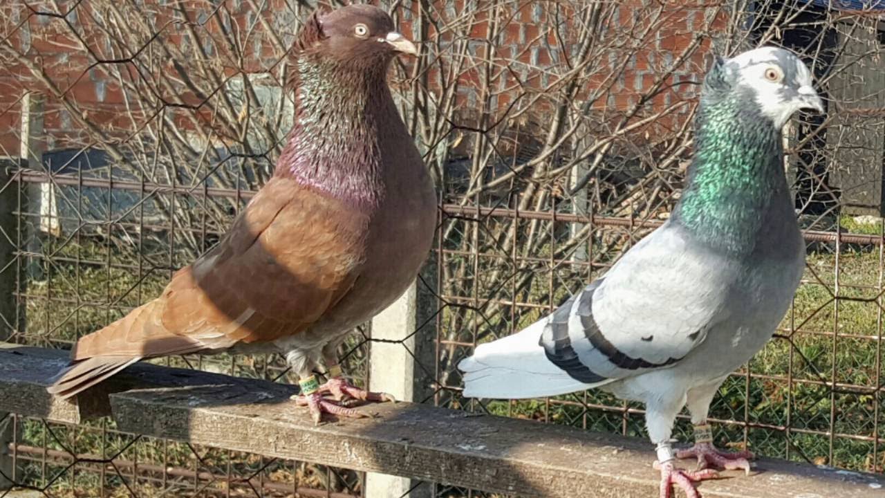 Golubovi - Ukrštanje srpskog ćubana sa engleskim tiplerom!