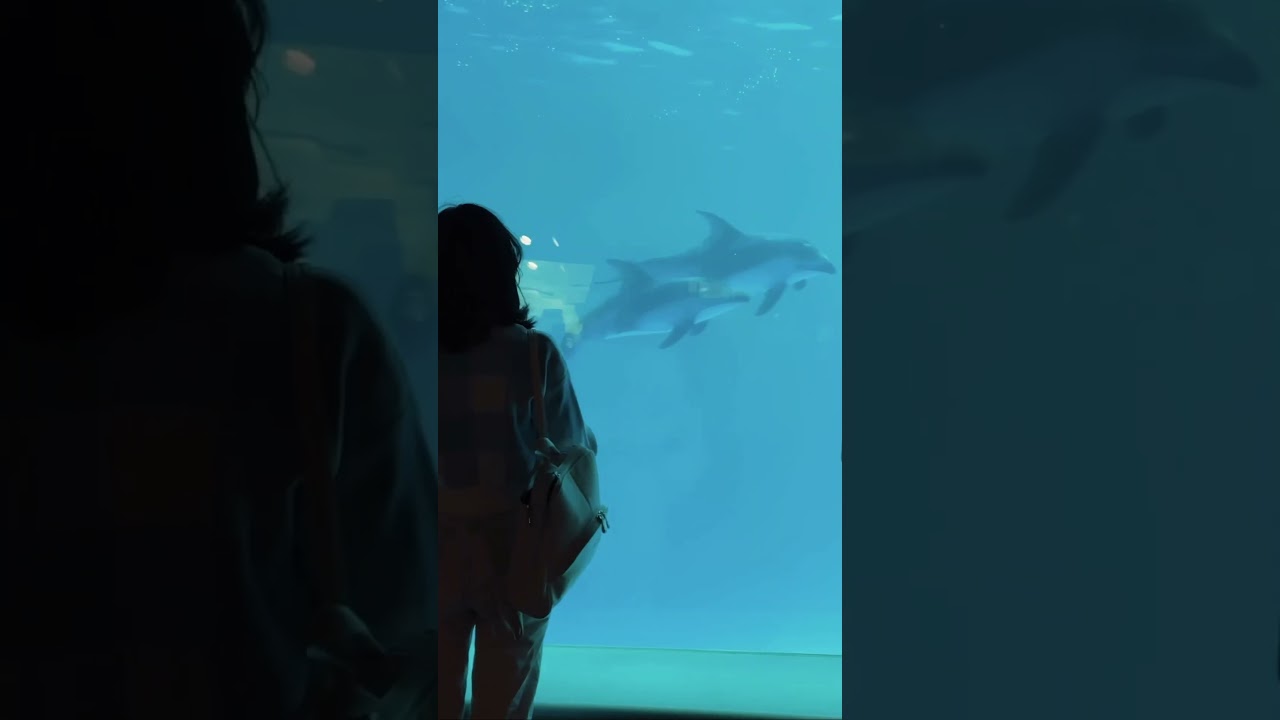 Day in the aquarium #aquarium #chicago #sheddaquarium #dayoffbelike #dayoff #dayoffvlog #artistvlog
